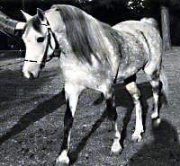 Pickwick Star walking - shown from nearside front quarter